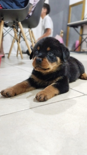 Rottweiler Cachorros Aleman Xxxl