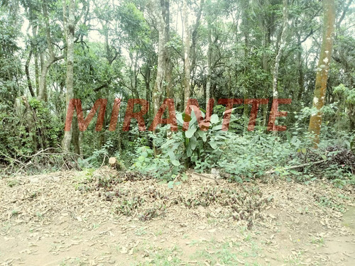 Imagem 5 de 8 de Terreno Em Serra Da Cantareira - São Paulo, Sp - 328727