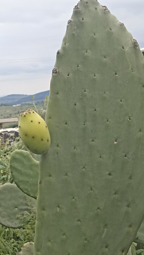 30 Semillas Nopal Tuna Blanca, 3 Variedades (10 C/u), Nv