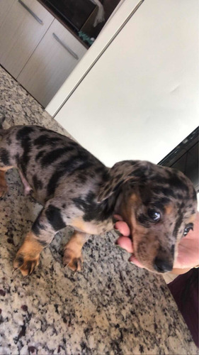 Imagem 2 de 3 de Filhotes De Basset Arlequim