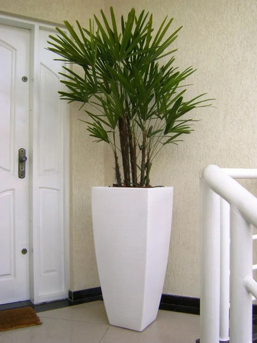 Muda De Palmeira Ráfia Ou Rhapis Excelsa Lindo Ornamental