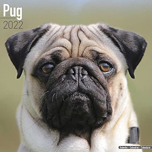 Libro: Pug Calendar Dog Breed Calendars Calendarios De Pared