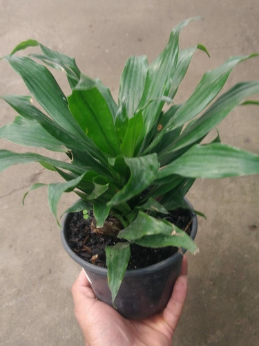 Muda Dracena Compacta ( Vaso 12)