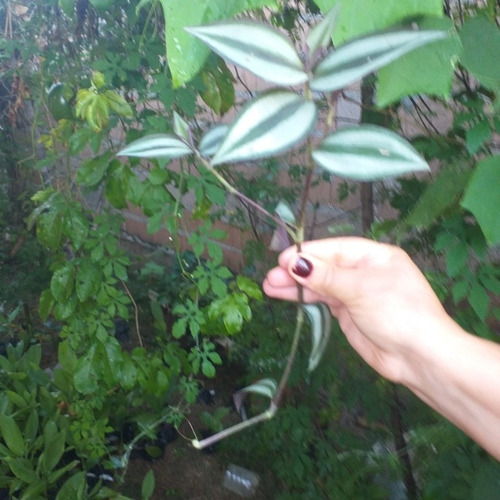 300 Mudas Brotando De Lambari Roxo (tradescantia Zebrina)