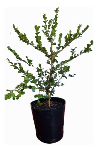 Buxus Sempervirens