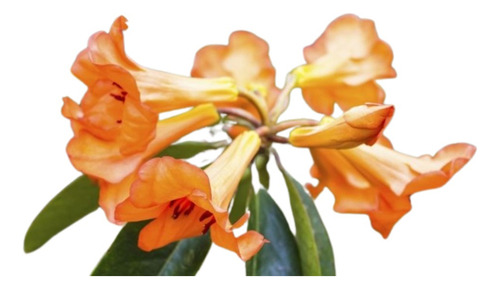 Bignonia Naranja Paq. 6 Enredaderas 17 Variedades A Elegir