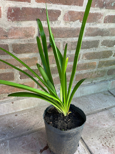 Agapanthus - Agapanto - Flor Azul - 3lts Azul