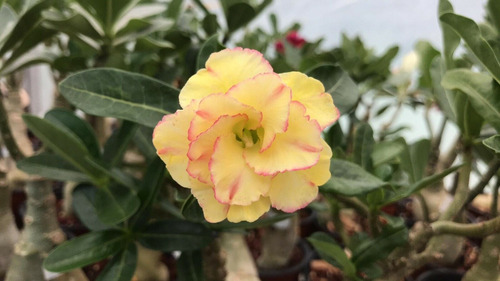 Adenium Rosa Del Desierto Color Amarillo