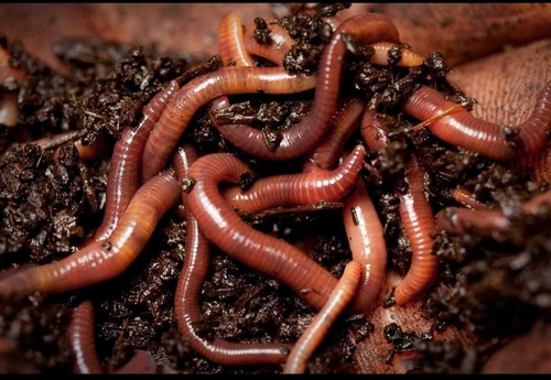 Imagen 3 de 8 de Lombriz Roja Californiana Para Bio Huertos Orgánico & Humus