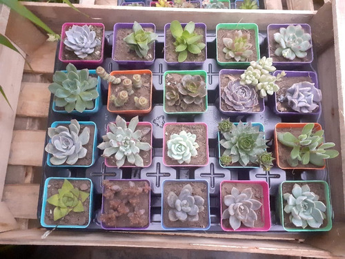 Imagen 3 de 6 de Suculentas Hermosas, Variadas, Coleccionables X 20 Unidades