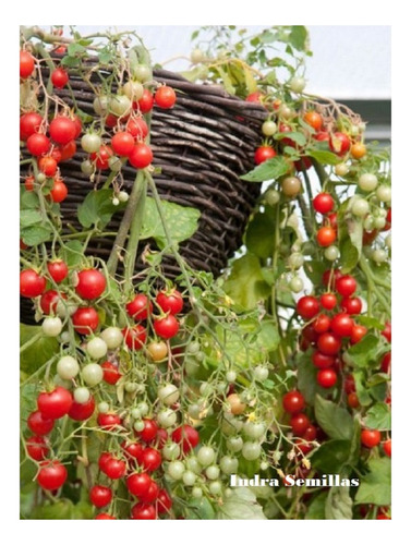 Tomate Cherry Cereza Made In Holanda (semillas Premiun)