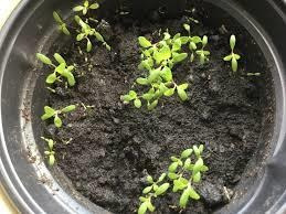 Epazote Germinado