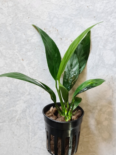 Anubia Lanceolata Bajos Requerimientos