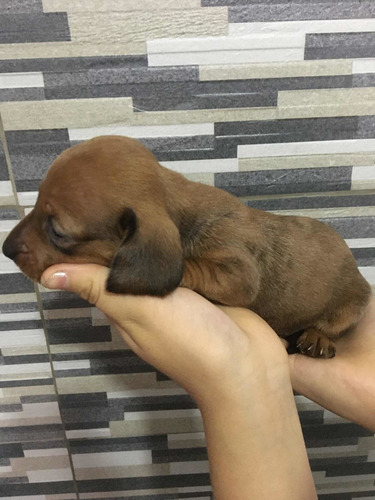 Imagen 5 de 10 de Perros Salchichas Mini 70365966
