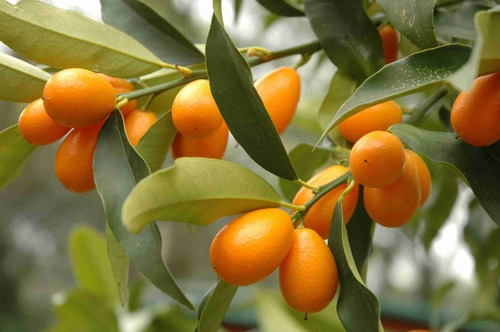 8 Semillas  Naranjo China O Kumquat - Fortunella Margarita