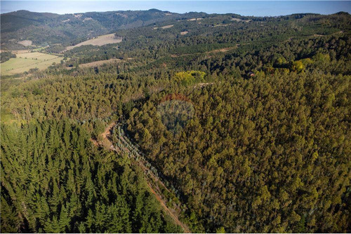 Predio Forestal En Venta 52 Ha. - Mantahue Gorbea