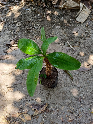 Esqueje De Corona De Cristo Color Rosa Contenido 1 Planta