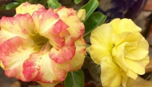 Imagem 8 de 10 de Semente Rosa Do Deserto Mix Cores 100 Adenium Frete Grátis