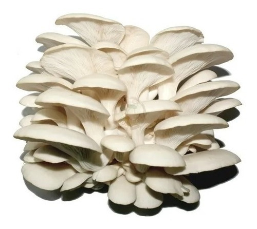 Micelio Semilla Pleurotus Ostreatus Hongo Seta Blanco 5kg