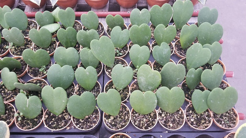 Imagen 2 de 4 de Hoya Kerri Verde Planta Corazon Maceta 7 Novedad Exclusiva