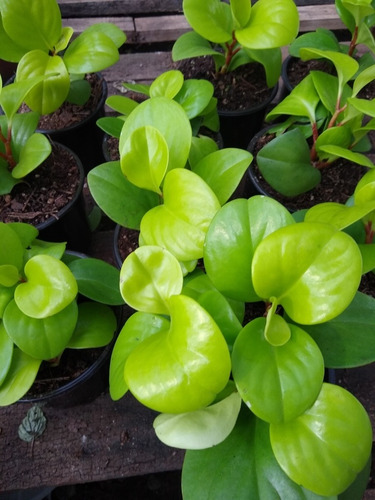 Peperomia Magnifolia Variegada - Planta Interior