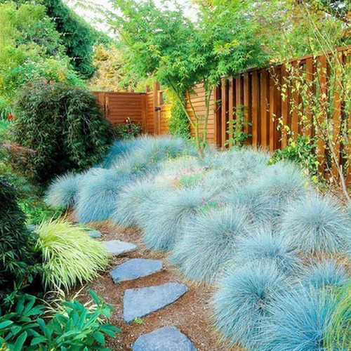 100 Semillas De Festuca Glauca, Pasto Azul