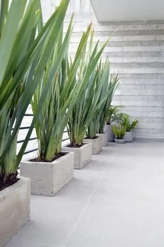 Imagen 2 de 4 de Planta Formio Verde