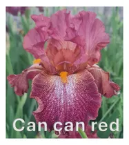 Comprar 1 Rizoma De Lirios Barbados O Iris Germanica Can Can Red
