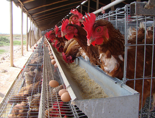 Casas Para Gallinas Capacidad 96. Y 144 Aves