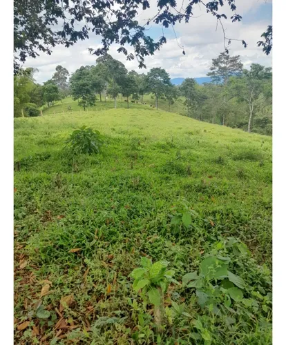 Venta Finca Montenegro Sector Vereda Pueblo Rico - 11 Cuadras