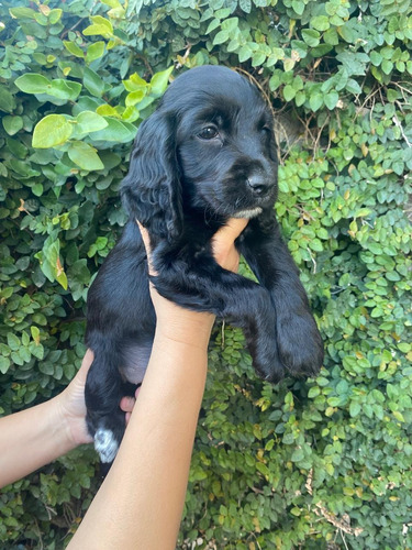 Cocker Spaniel Inglés 