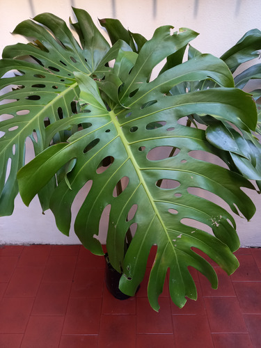 Monstera Deliciosa Grande, Alt. 1,20mts 4hojas Env. 4 Lts.