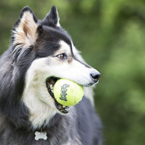 Kong Squeak Air Balls Large Juguete Pelota Perro Pack X2- Color Amarillo Tenis