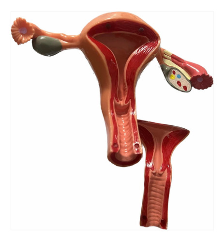 Maqueta De Utero Con Ovarios, Órgano Reproductor Sano Total