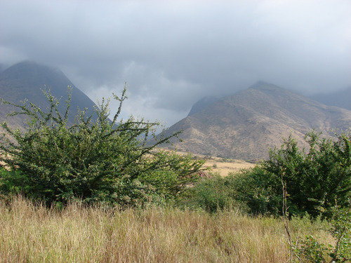 Árbol De Guamúchil