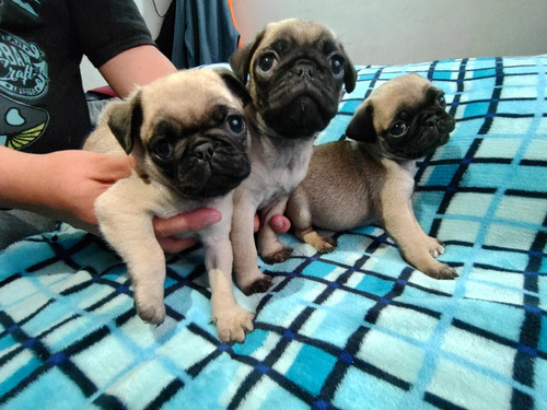 Hermosas Cachorras Pug Perros Pug Carlino Medellín 