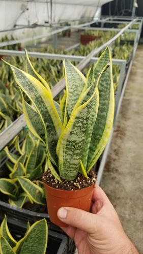 Imagen 6 de 6 de Sansevieria Laurentii Maceta 10 X 3 Plantas X Maceta