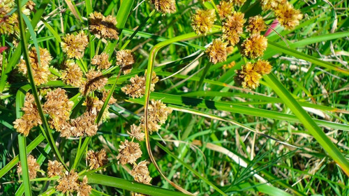 Imagen 4 de 10 de Mamboreta G Herbicida 100 Cc Elimina Malezas Control Total