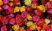 Comprar Semillas De Rosas - 1 Sobre De 100 Semillas