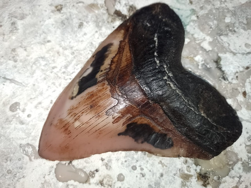 Diente De Megalodon Fabricado Con Resina De Alta Calidad.