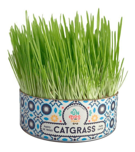 Cat Grass Pasto De Trigo O De Avena Y Cebada Para Gatos