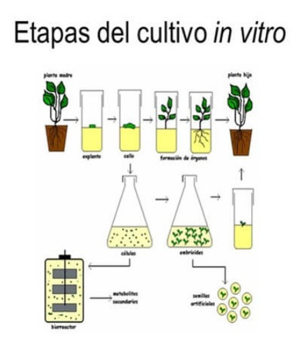 Clonacion Plantas Micropropagacion A Pedido Cultivo In Vitro