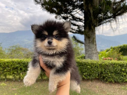 Cachorros Pomsky Pomski Perritos Cachorritos Poski Posky