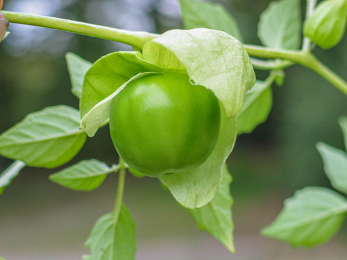 Semillas Orgánicas Tomate De Cascara Oaxaca, Tomatillo Verde