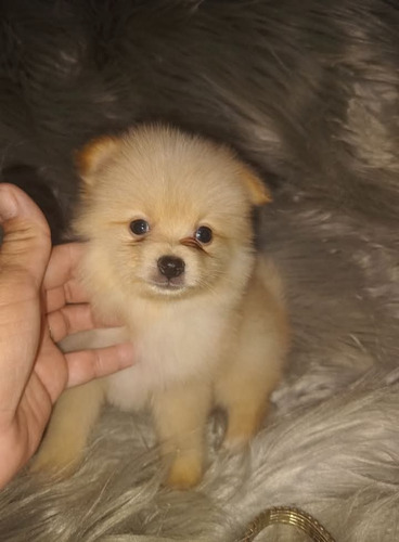 Pomerania Crema Pomposo Crema