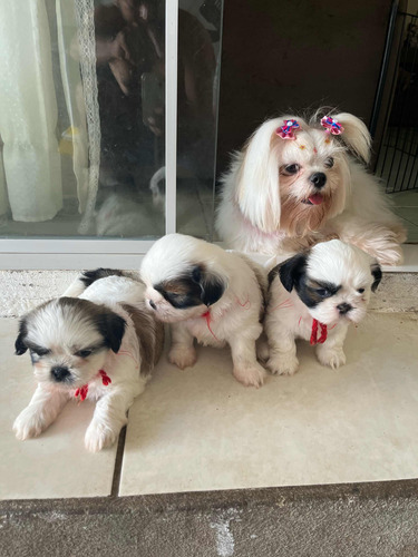 Vendo 3 Filhotes  Fémea De Shih Tzu Interessados Chame Pv