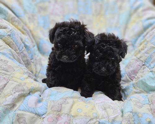 French Poodle Tacita De Te Negros 