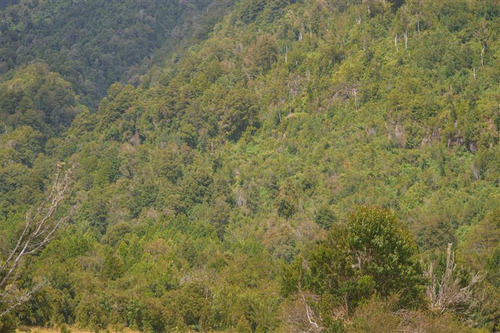 Agrícola En Venta En Cochamo