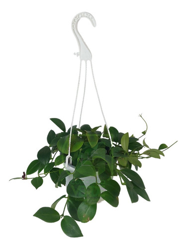Planta Lápiz Labial