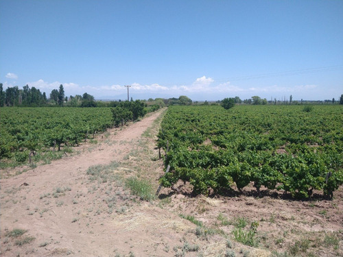 Imagen 9 de 14 de 67,7 Has En Barrancas, Maipú
